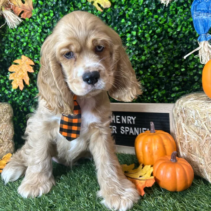 Male Cocker Spaniel puppy named Henry for sale at Pet Express Braintree.