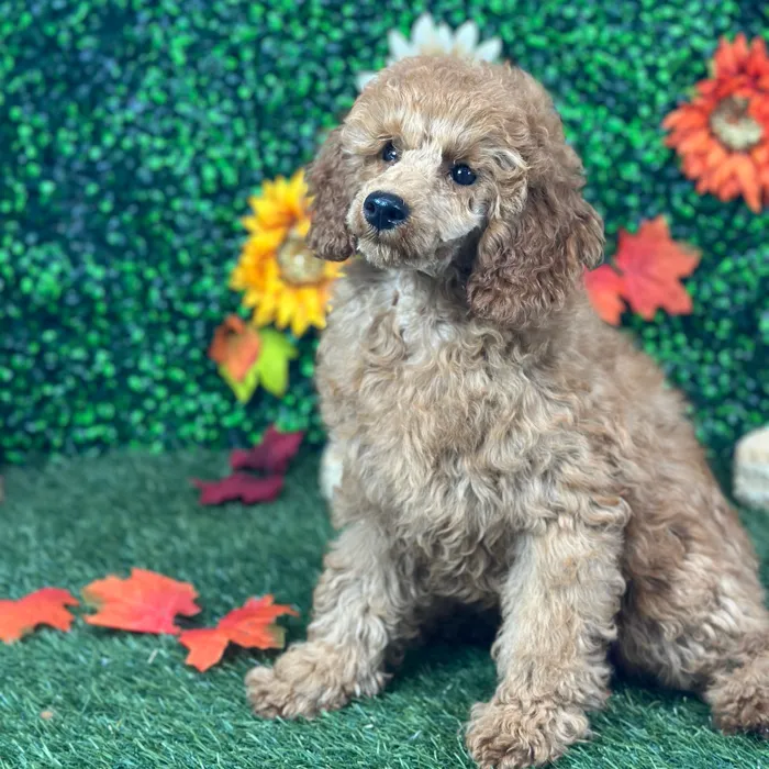 Female Poodle Moyen (Medium) puppy named Cherry for sale at Pet Express Saugus.
