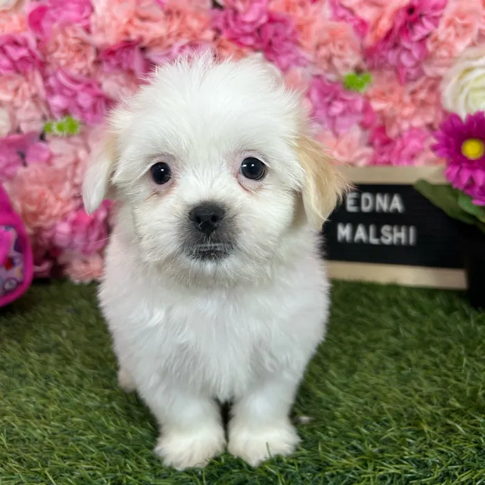 Female Malshi puppy named Edna for sale at Pet Express Braintree.