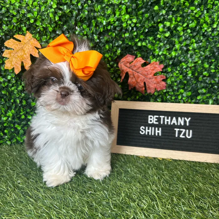 Female Shih Tzu puppy named Bethany for sale at Pet Express Braintree.