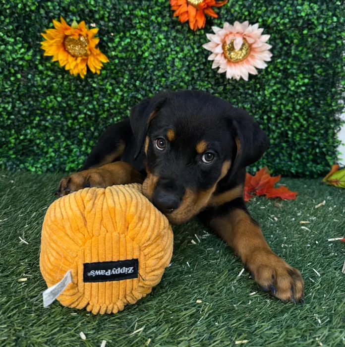 Male Rottweiler puppy named Curry for sale at Pet Express Saugus.
