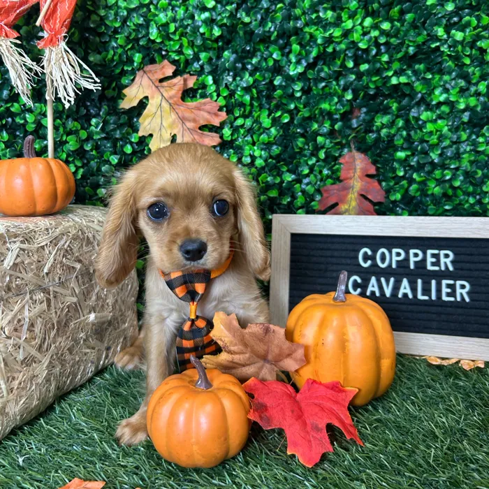 Male Cavalier King Charles Spaniel puppy named Copper for sale at Pet Express Braintree.