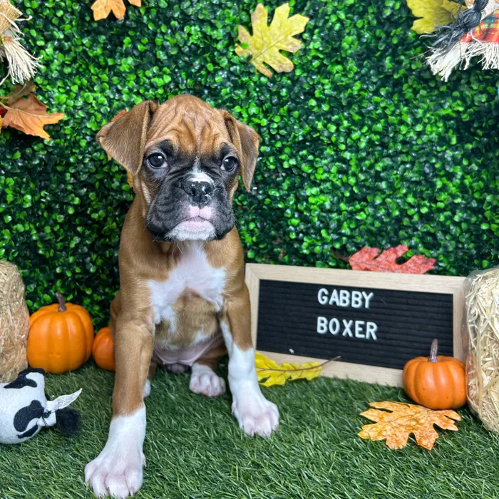 Female Boxer puppy named Gabby for sale at Pet Express Braintree.