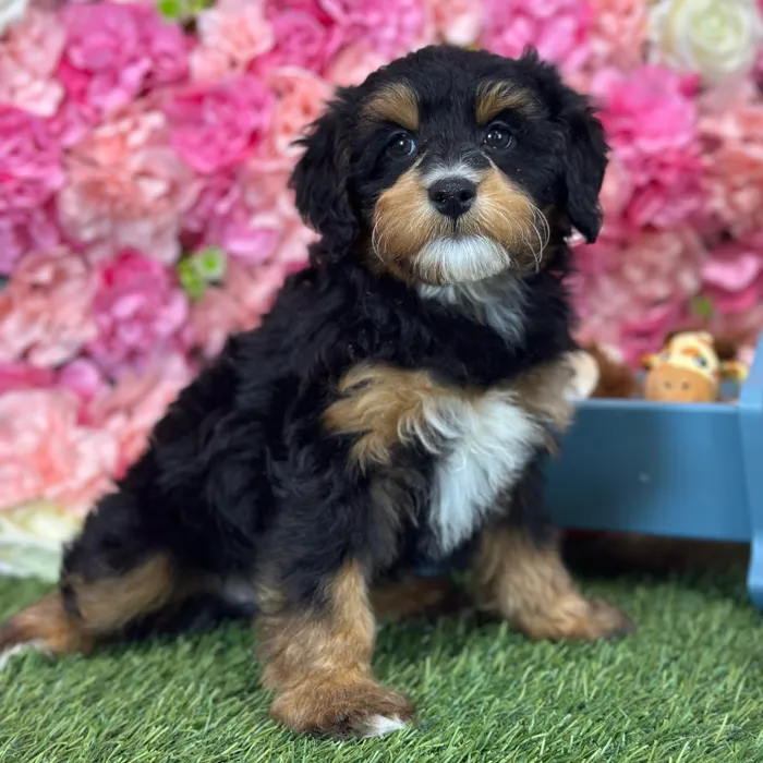 Female Mini Bernedoodle 2Nd Gen puppy named Pixie for sale at Pet Express Saugus.