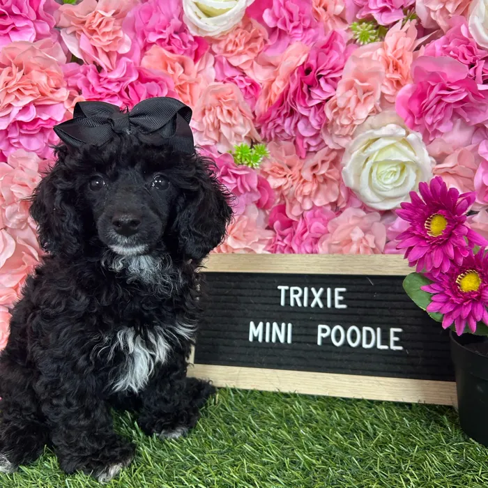 Female Poodle (Mini) puppy named Trixie for sale at Pet Express Braintree.