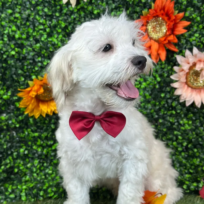 Male Shih-Poo puppy named Bobby for sale at Pet Express Saugus.