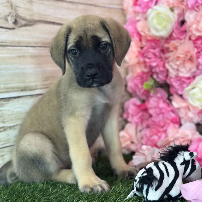 Male English Mastiff puppy named Phill for sale at Pet Express Saugus.