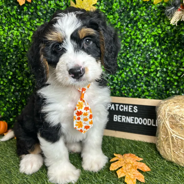 Male Mini Bernedoodle puppy named Patches for sale at Pet Express Braintree.