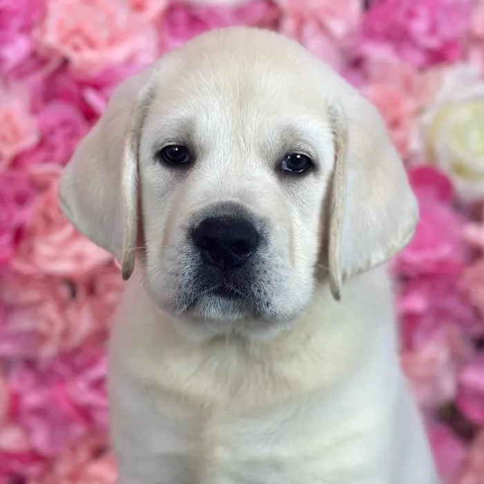 Male Labrador Retriever puppy named Harry for sale at Pet Express Saugus.