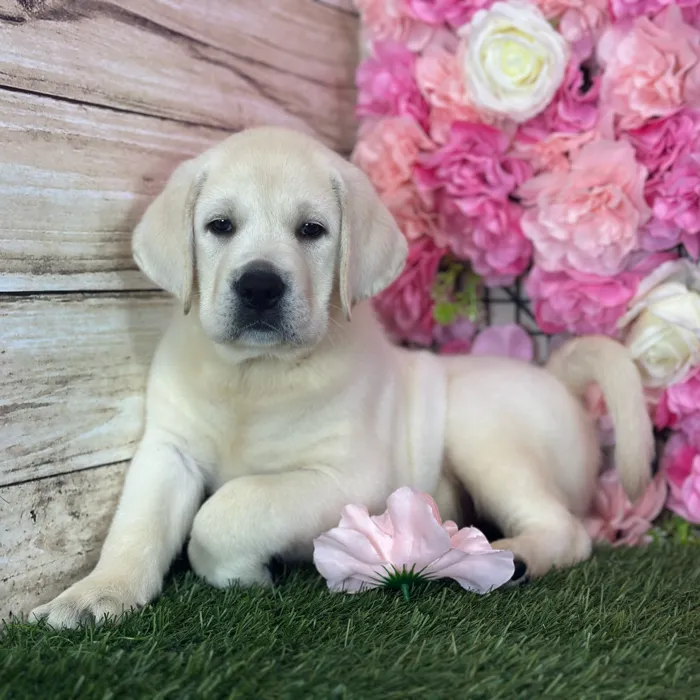Male Labrador Retriever puppy named Harry for sale at Pet Express Saugus.