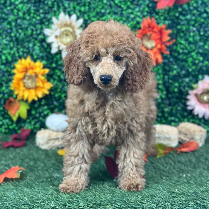 Female Poodle Moyen (Medium) puppy named Cherry for sale at Pet Express Saugus.