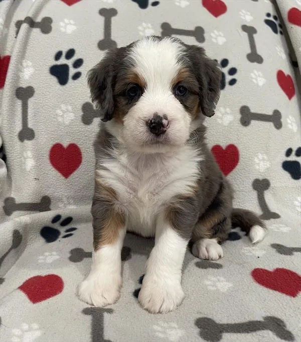 Female Mini Bernedoodle puppy named Stormi for sale at Pet Express Braintree.