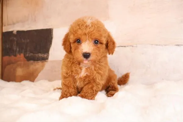 Male Malti-Poo 2Nd Gen puppy named Marlin for sale at Pet Express Braintree.