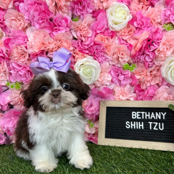 Female Shih Tzu puppy named Bethany for sale at Pet Express Braintree.