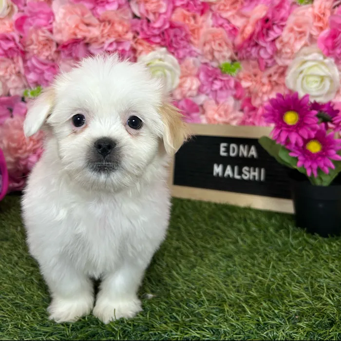 Female Malshi puppy named Edna for sale at Pet Express Braintree.
