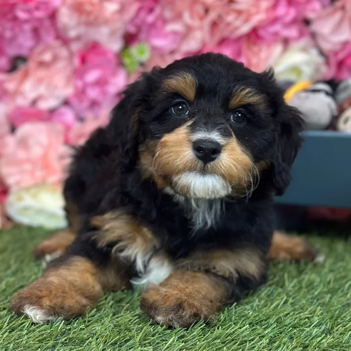 Female Mini Bernedoodle 2Nd Gen puppy named Pixie for sale at Pet Express Saugus.