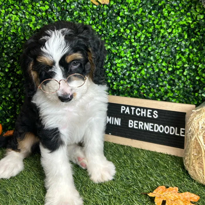 Male Mini Bernedoodle puppy named Patches for sale at Pet Express Braintree.