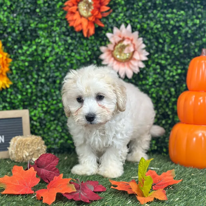 Male Cavachon puppy named Herm for sale at Pet Express Saugus.