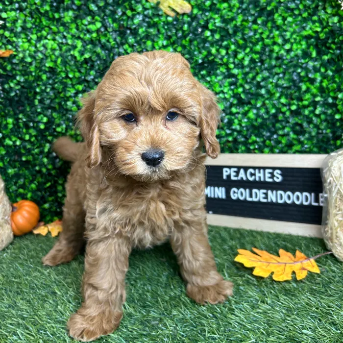 Female Mini Goldendoodle 2Nd Gen puppy named Peaches for sale at Pet Express Braintree.