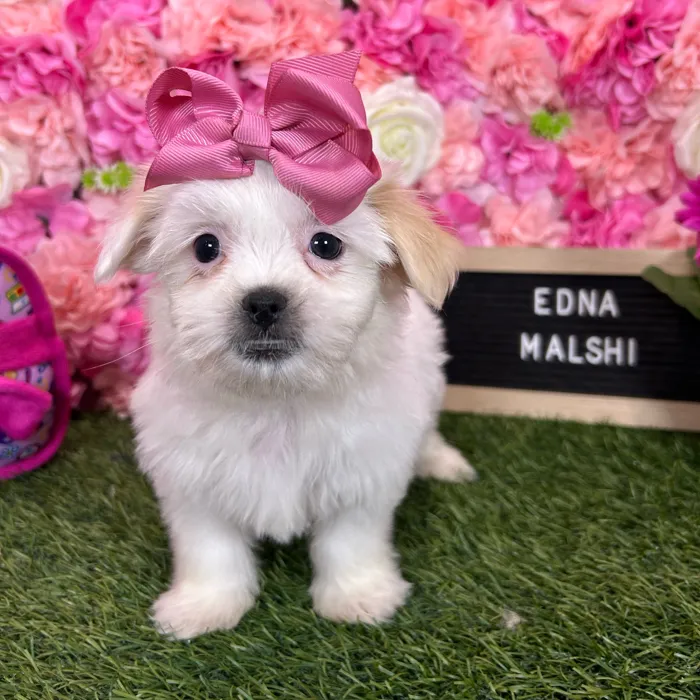 Female Malshi puppy named Edna for sale at Pet Express Braintree.