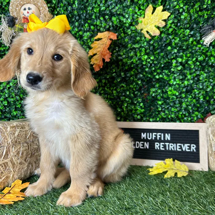 Female Golden Retriever puppy named Muffin for sale at Pet Express Braintree.