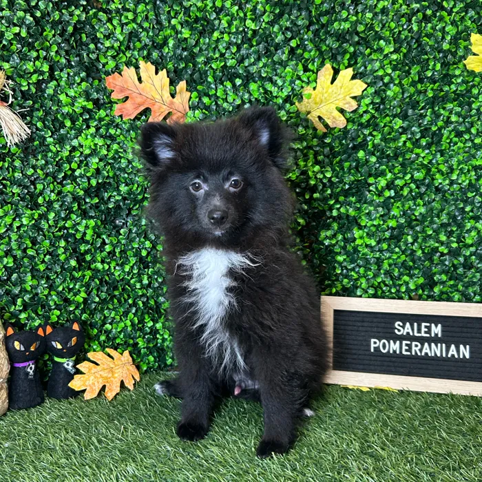 Male Pomeranian puppy named Salem for sale at Pet Express Braintree.