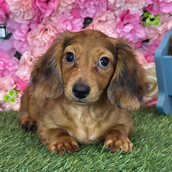 Male Dachshund puppy named Rancher for sale at Pet Express Saugus.