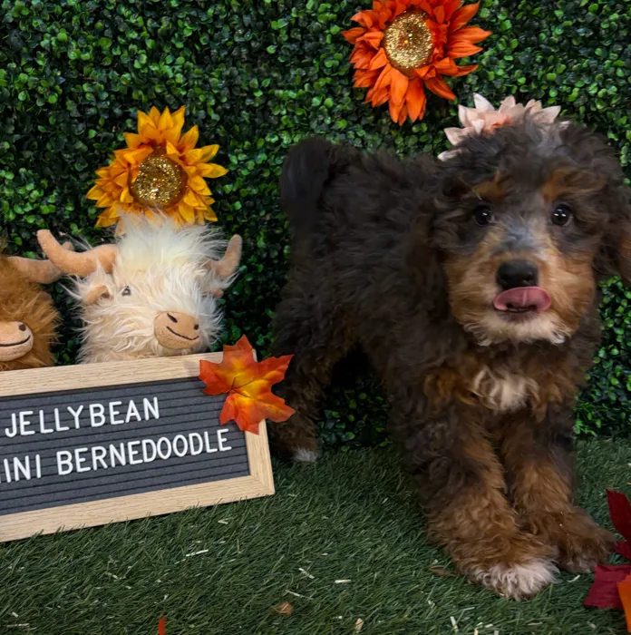 Female Mini Bernedoodle 2Nd Gen puppy named Jellybean for sale at Pet Express Saugus.
