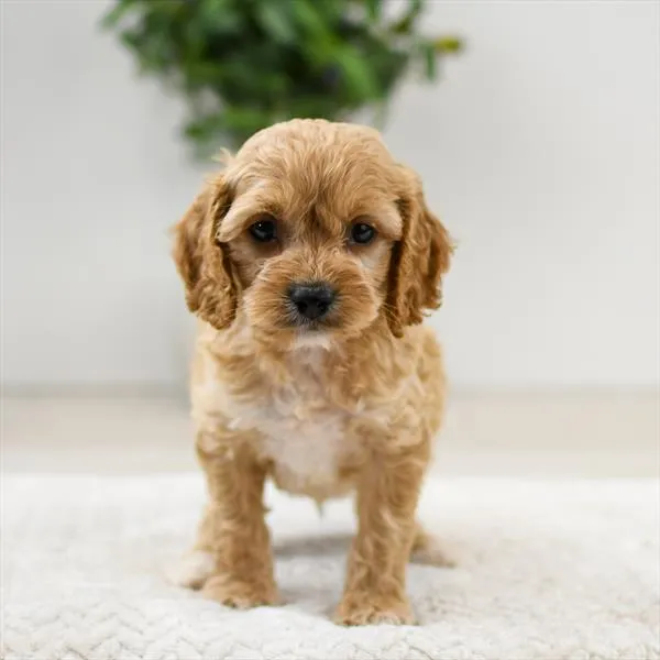 Male Cockapoo puppy named Cooper for sale at Pet Express Saugus.