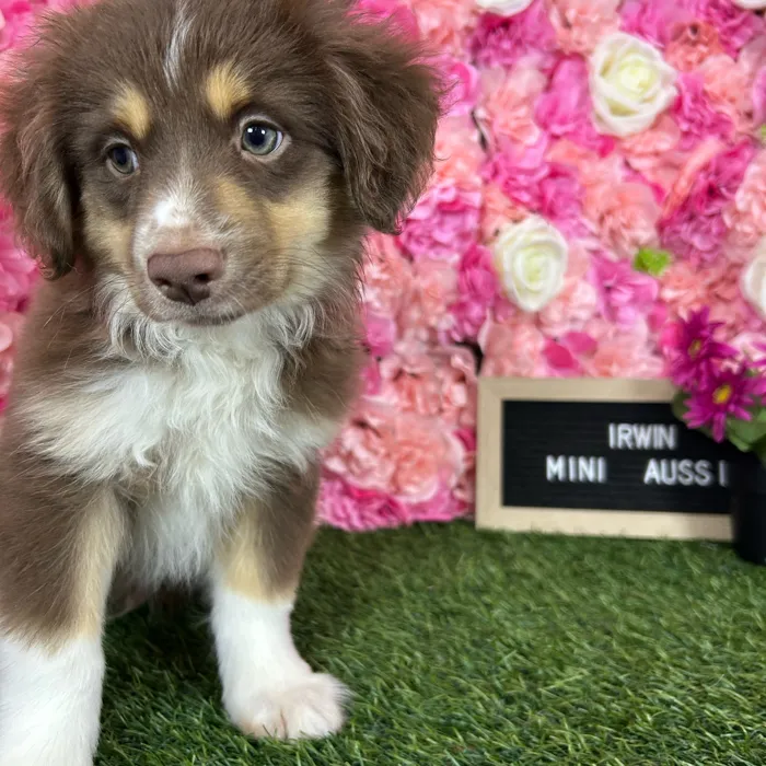 Male Miniature Australian Shepherd puppy named Irwin for sale at Pet Express Braintree.