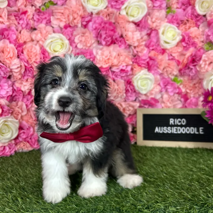 Male Aussiedoodle 2Nd Gen puppy named Rico for sale at Pet Express Braintree.