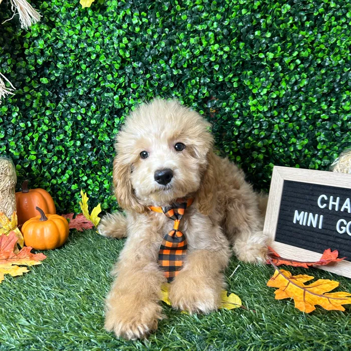 Male Mini Goldendoodle 2Nd Gen puppy named Charles for sale at Pet Express Braintree.