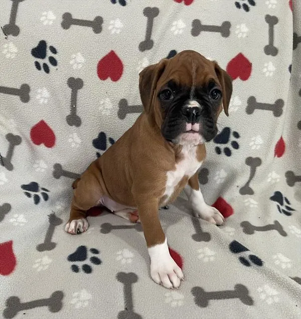 Female Boxer puppy named Gabby for sale at Pet Express Braintree.