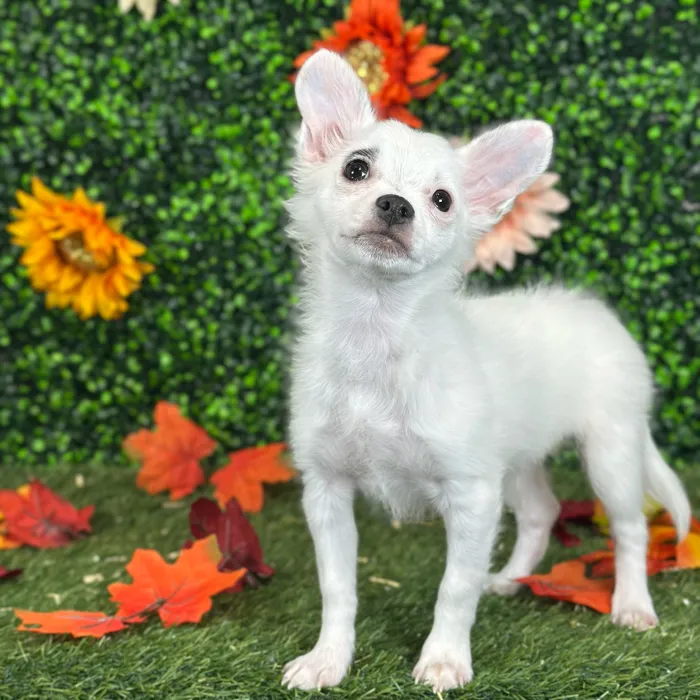 Male Chihuahua puppy named Mel for sale at Pet Express Saugus.