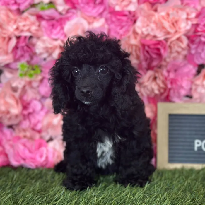 Female Poodle (Mini) puppy named Tootsie for sale at Pet Express Saugus.