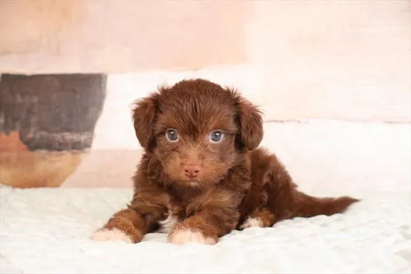 Male Chi-Poo puppy named Chewie for sale at Pet Express Saugus.