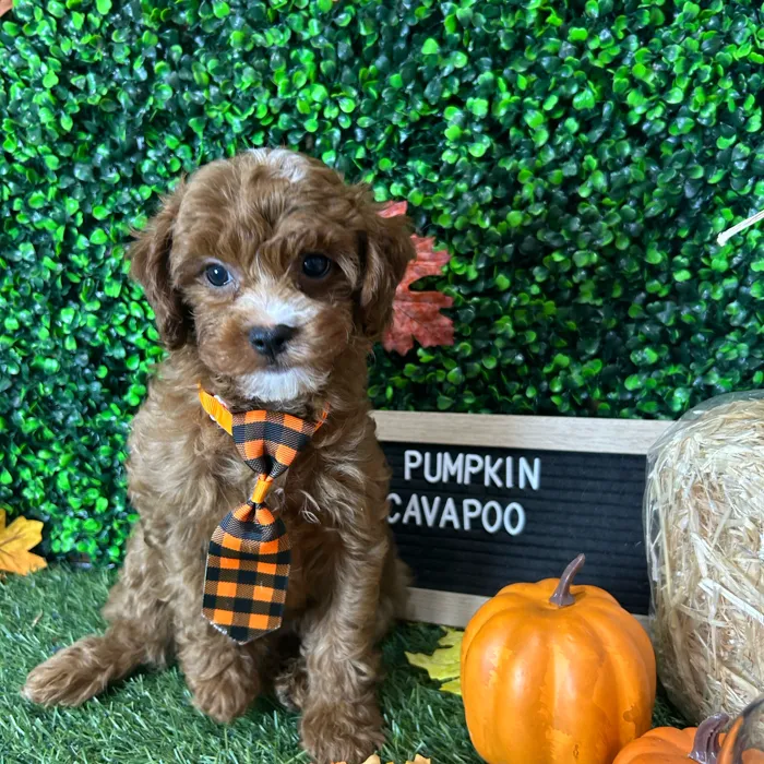 Male Cavapoo 2Nd Gen puppy named Pumpkin for sale at Pet Express Braintree.