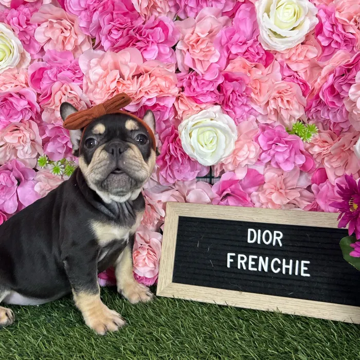 Female French Bulldog puppy named Dior for sale at Pet Express Braintree.