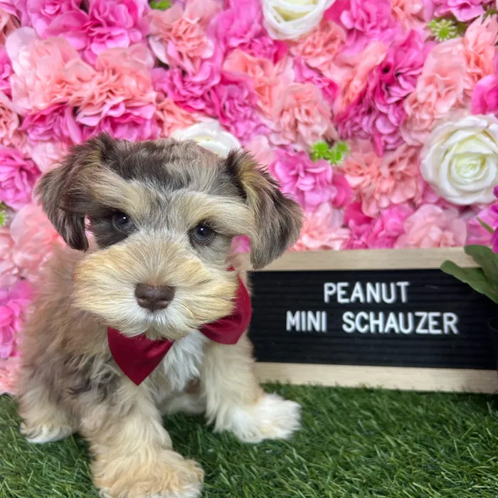 Male Miniature Schnauzer puppy named Peanut for sale at Pet Express Braintree.