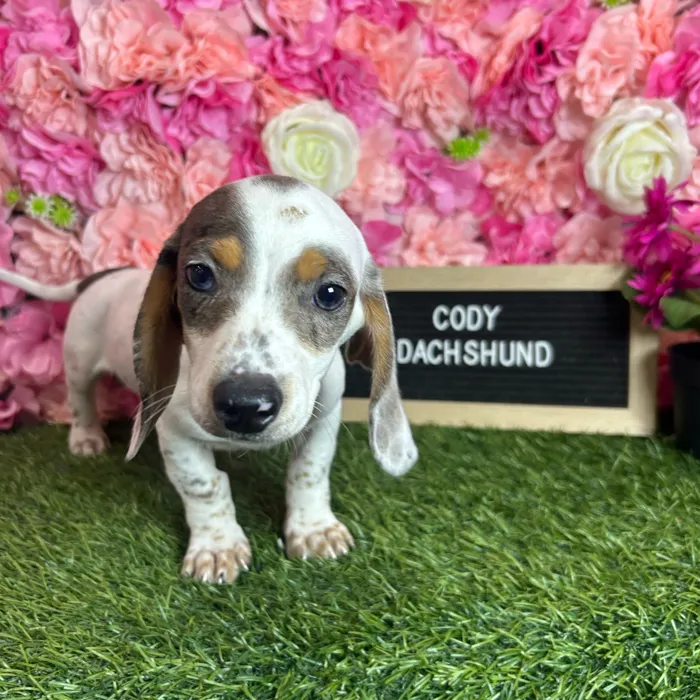 Male Dachshund puppy named Cody for sale at Pet Express Braintree.