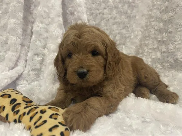 Female Mini Goldendoodle 2Nd Gen puppy named Ruthie for sale at Pet Express Saugus.