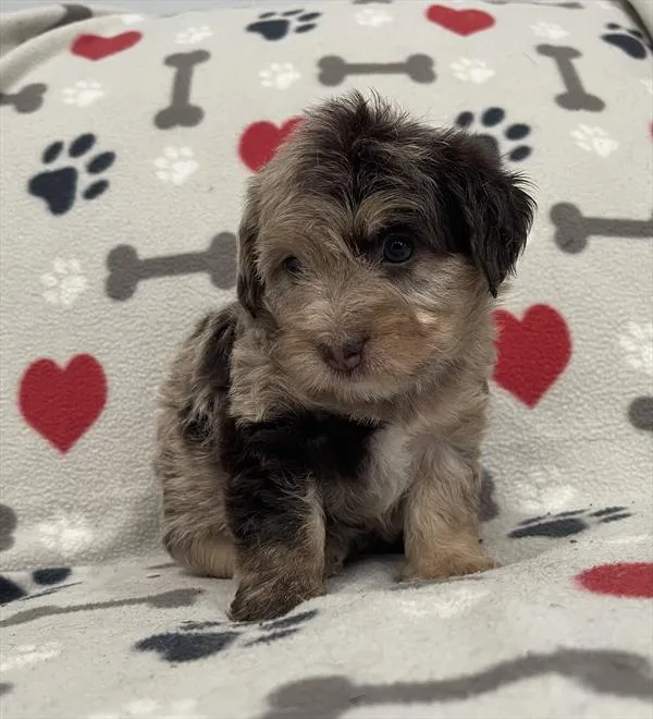 Female Mini Labradoodle 2Nd Gen puppy named Cocoa for sale at Pet Express Saugus.