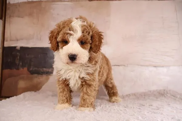 Male Poodle (Mini) puppy named Remy for sale at Pet Express Braintree.