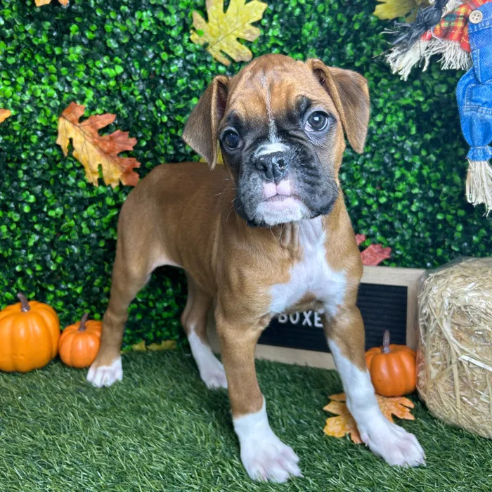 Female Boxer puppy named Gabby for sale at Pet Express Braintree.