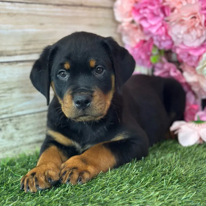 Male Rottweiler puppy named Dean for sale at Pet Express Saugus.