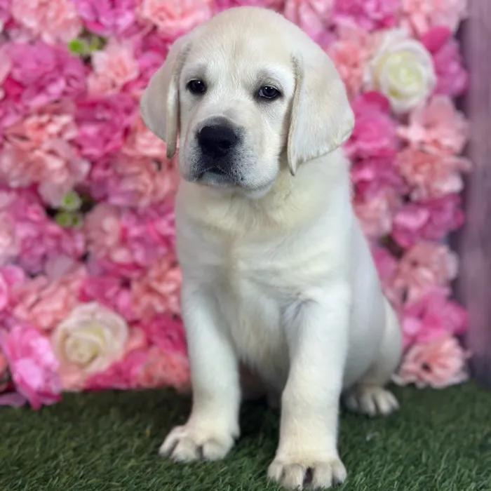 Male Labrador Retriever puppy named Harry for sale at Pet Express Saugus.