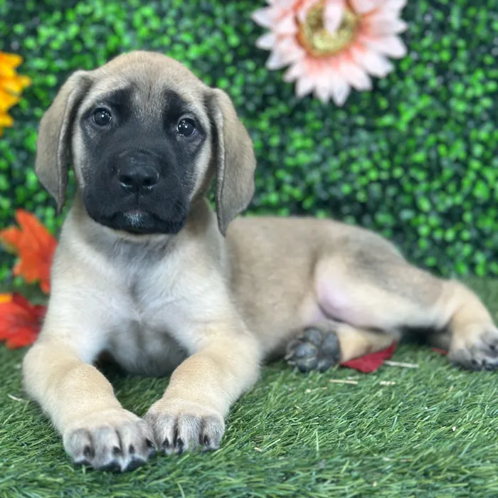 Male English Mastiff puppy named Phill for sale at Pet Express Saugus.