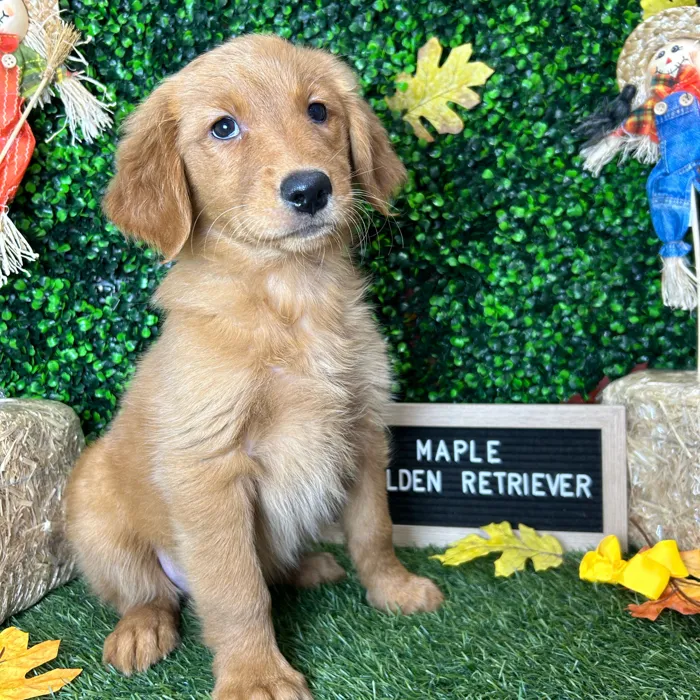 Female Golden Retriever puppy named Maple for sale at Pet Express Braintree.