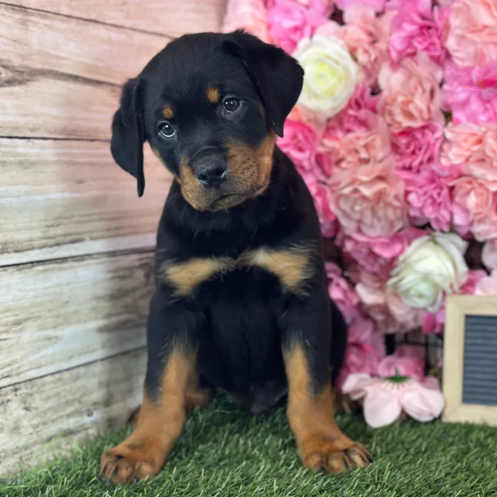 Male Rottweiler puppy named Dean for sale at Pet Express Saugus.