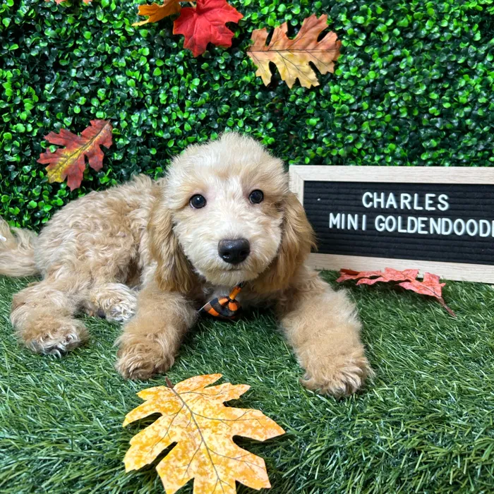 Male Mini Goldendoodle 2Nd Gen puppy named Charles for sale at Pet Express Braintree.
